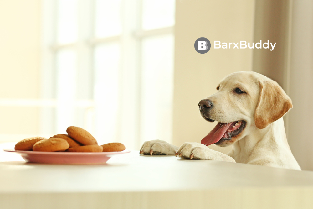 Our Favourite Dog Treat Recipes from BarxBuddy for Training Purposes